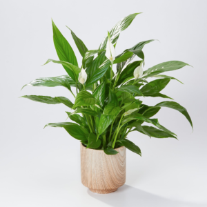 Serene Peace Lily