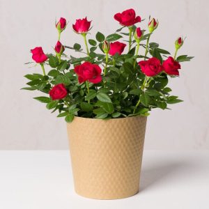 Red Rose Plant