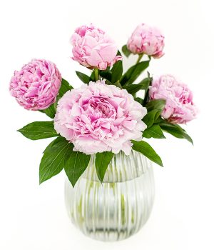 Peonies