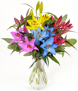 Rainbow Lilies